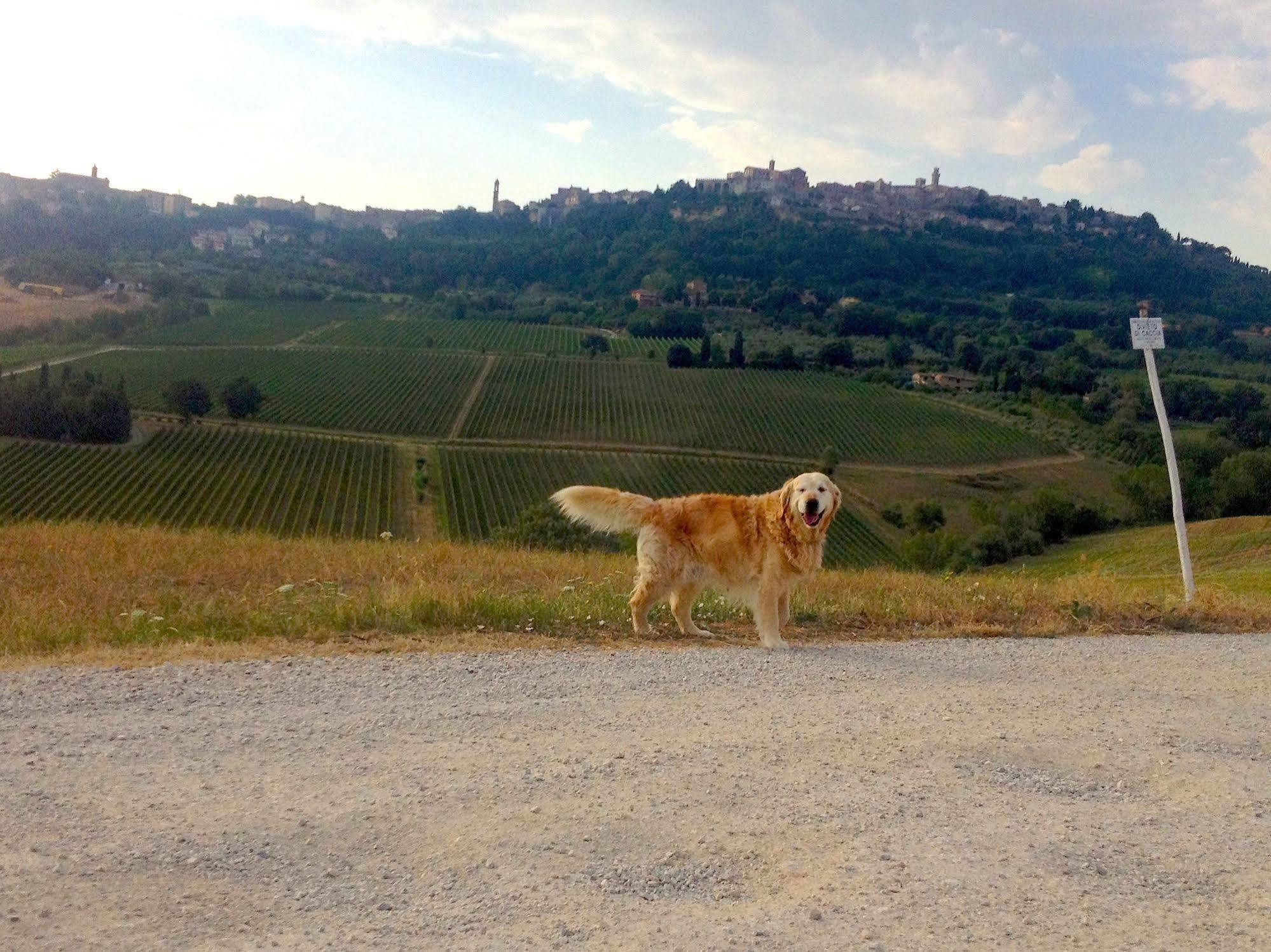 Agriturismo San Gallo Montepulciano Stazione Kültér fotó